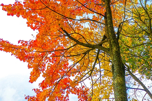 シーズン後半は紅葉の中をトレッキング