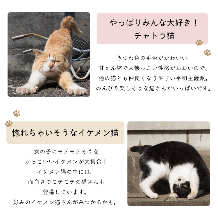 きつね色がかわいい「チャトラ猫」と女の子にモテそうな「イケメン猫」