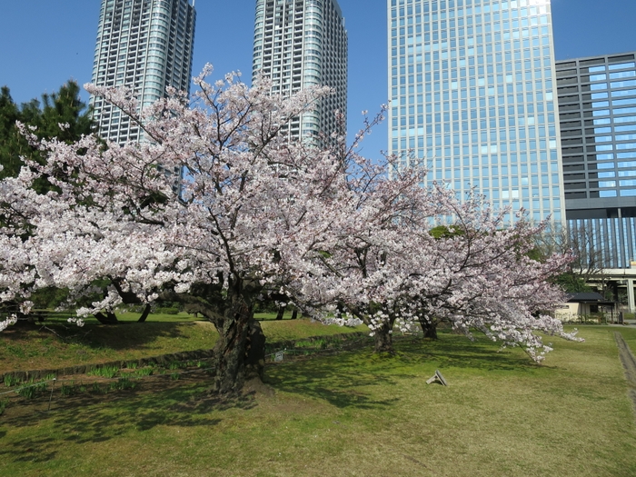 浜離宮恩賜庭園ソメイヨシノ（過去最盛期の様子）