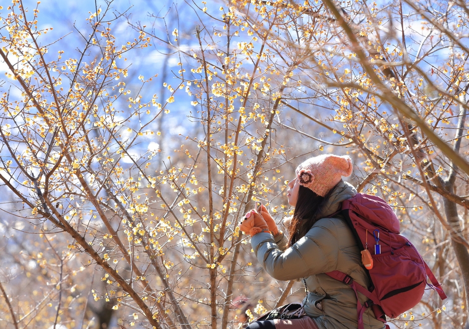 長瀞宝登山臘梅園イメージ3