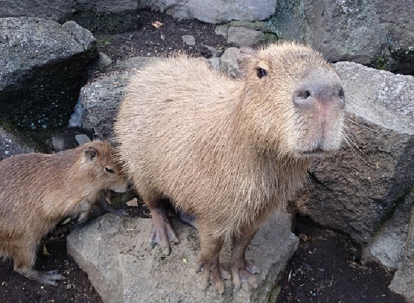 伊豆 カピバラ「がんも」