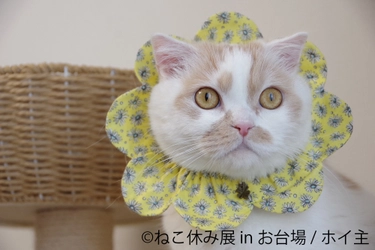 お台場初開催！人気の“猫作品”は新作＆懐かしの作品まで目白押し 「ねこ休み展 in お台場」3/20～開催！大型フォトスポット登場