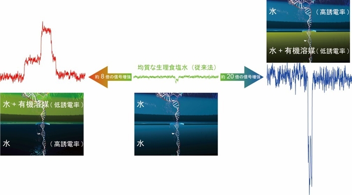 図3. 有機溶媒によるイオン電流信号増強。従来の方法では均質な食塩水中でDNA検出を行う。この場合、DNAの周囲に集まるカチオンの効果もあり、非常に微弱なイオン電流信号が観測される。それに対し、エタノールやグリセロールといった水よりも低誘電率な有機溶媒をナノポアの下側に混合すると、DNA周囲のカチオンの効果が抑制され、DNA通過時に現れるイオン電流信号が増強される(右)。また、同じ有機溶媒をナノポアの上側に加える場合は、カチオン効果が増大する結果、信号が増強されるだけでなく、その極性も反転する(左)。増強の度合いはナノポア上下の液体誘電率の差に比例し、1.3倍の誘電率差を付与した場合は、DNAのイオン電流信号が数十倍増強できる。