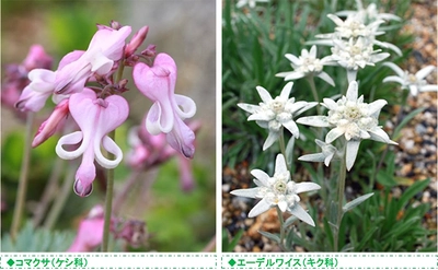 六甲高山植物園 高嶺の花 コマクサとエーデルワイス が見頃です！