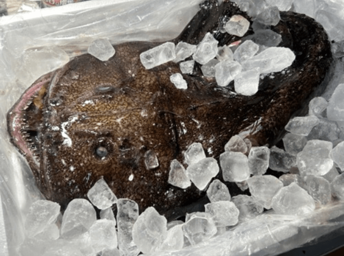 鮟鱇(あんこう)