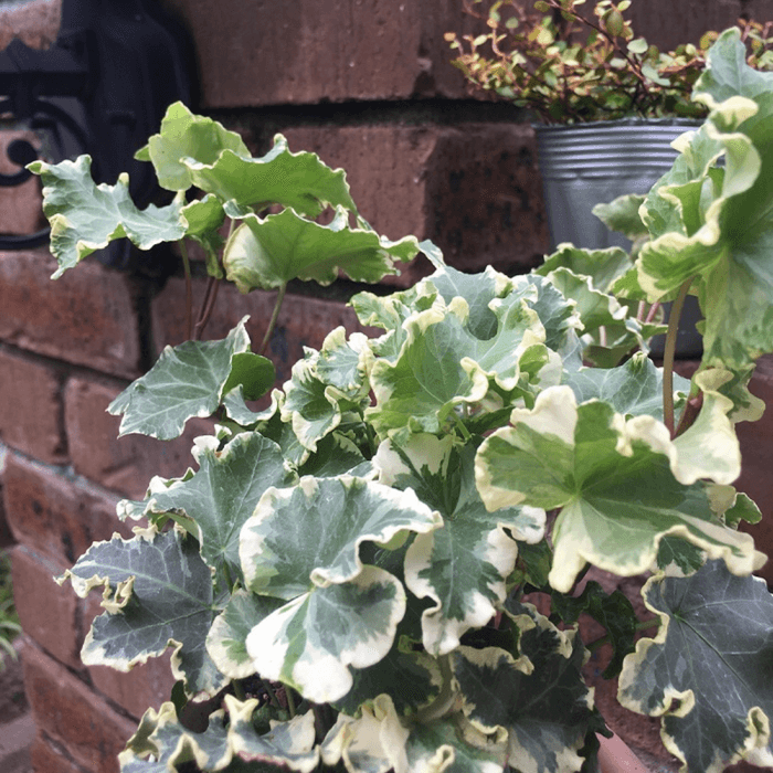 ミニ観葉植物イメージ