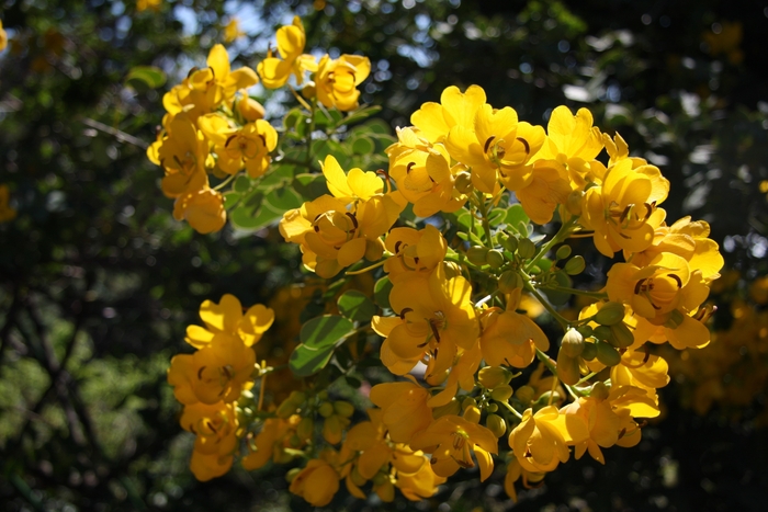 四季折々の花が咲くガーデン 秋 カッシア10-11月