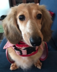 保護犬とその飼い主を医療費支援したい！ 相互支援システム構築のためのクラウドファンディングを開始