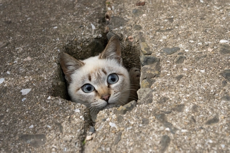 写真家 五十嵐 健太の飛び猫10周年記念 「島猫そらら写真展」を10月2日から新宿マルイアネックスで開催