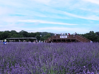 見て、触れて、香りに包まれ、香りを持ち帰れる 『らんざんラベンダーまつり』出店者＆追加情報を発表