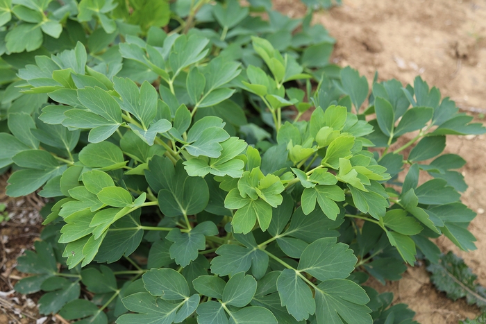 長命草は過酷な条件でも育つ生命力豊かな野草