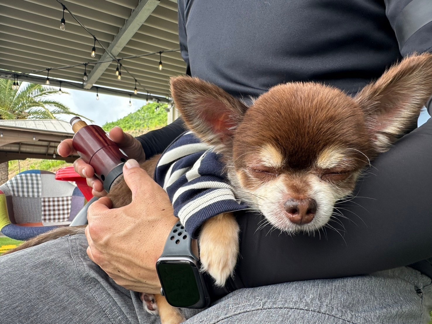 わんこのおきゅう風景2