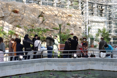 開花間近のショクダイオオコンニャクを見学する来園者(12月13日撮影)