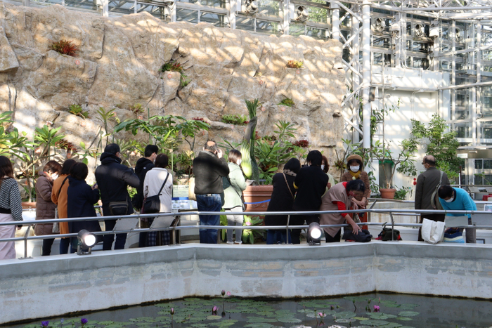 開花間近のショクダイオオコンニャクを見学する来園者（12月13日撮影）