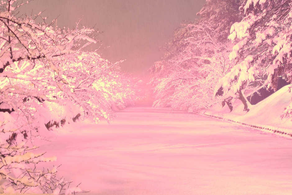 冬に咲くさくらライトアップ