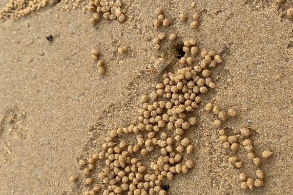 有機物を食べるスナガニが作った砂団子