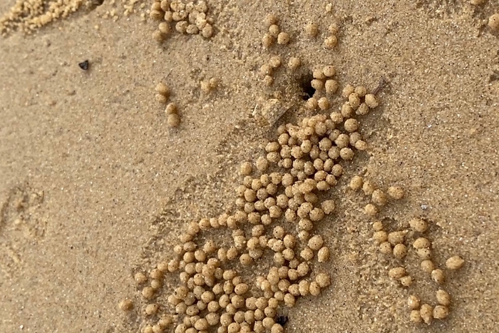 有機物を食べるスナガニが作った砂団子