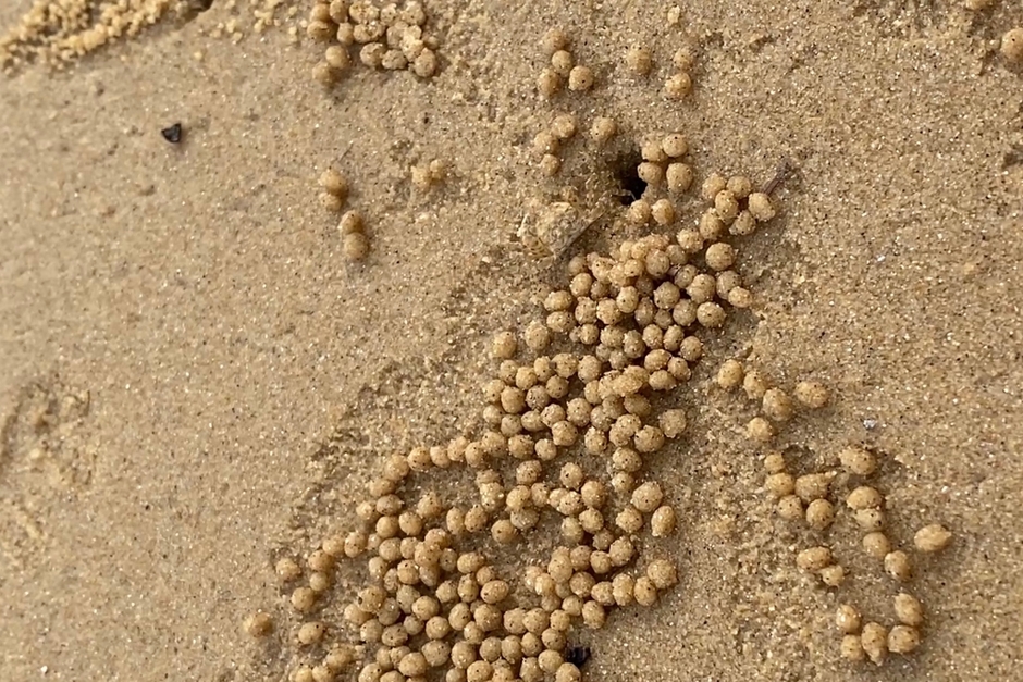 有機物を食べるスナガニが作った砂団子