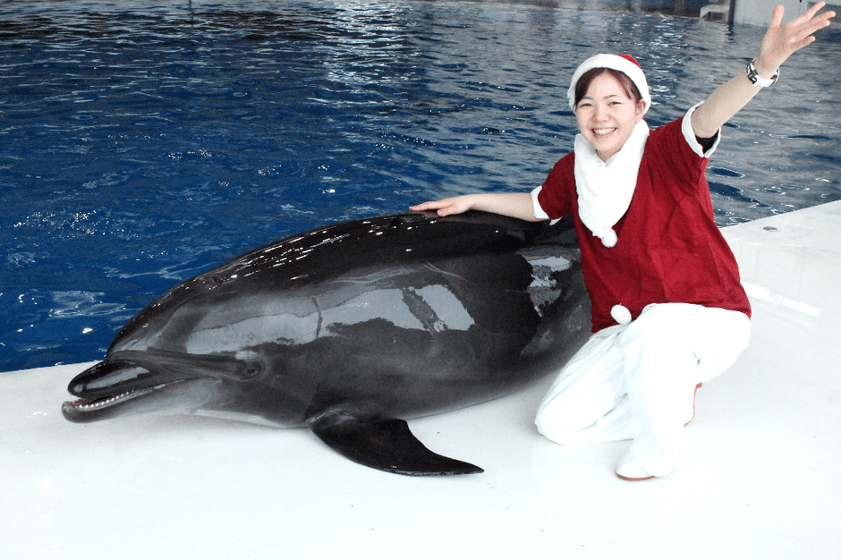 「イルカ・アシカオーシャンライブ」2 ※画像はイメージです。