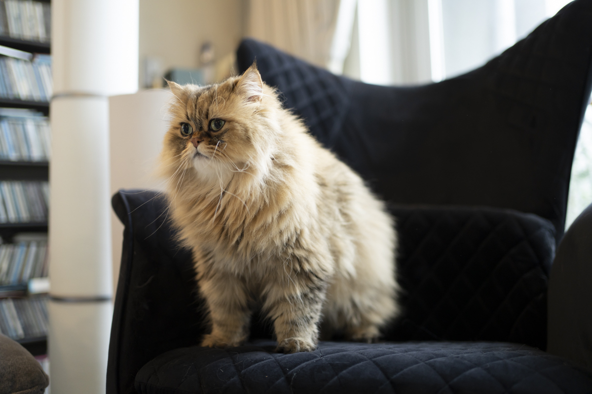 大黒摩季飼い猫 ゴン