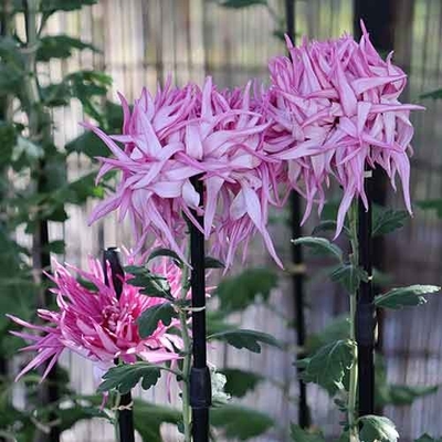 江戸菊