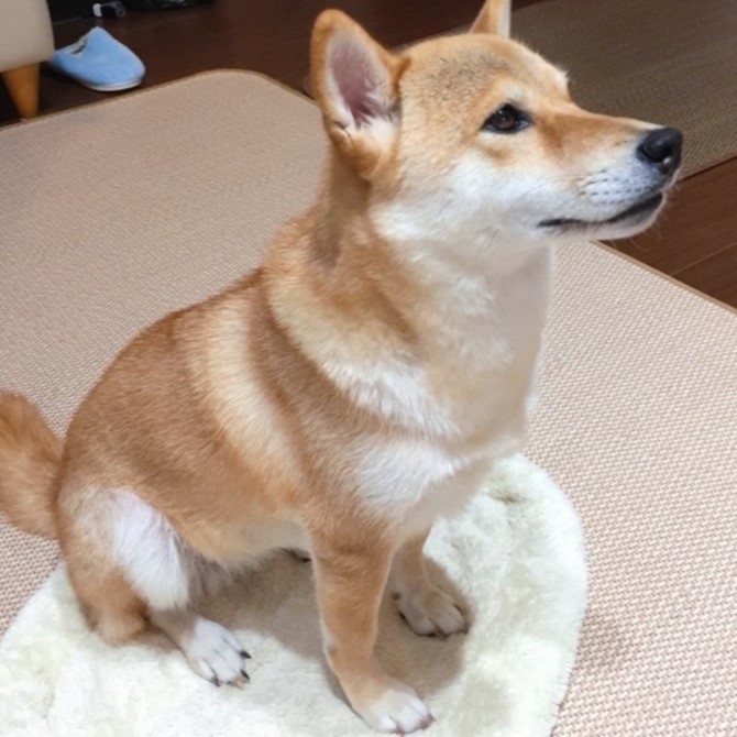 中型犬モデル かえで(1)