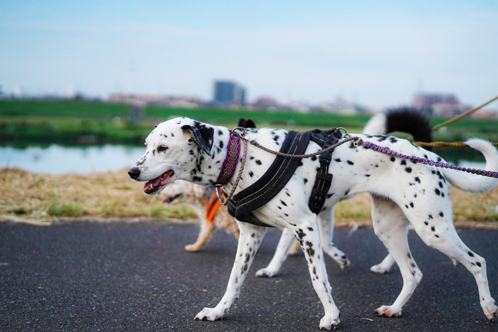 犬の散歩1