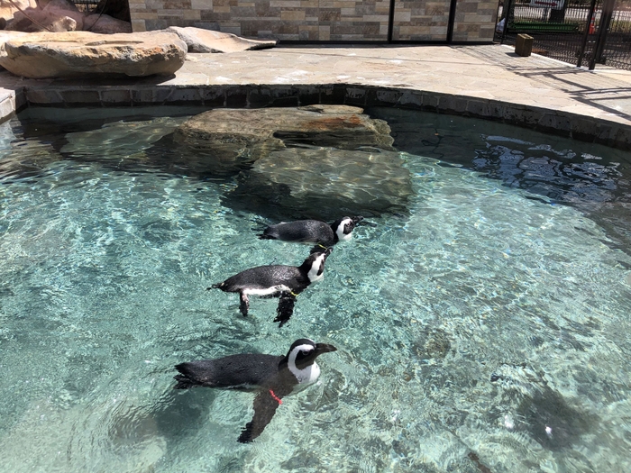 ペンギン