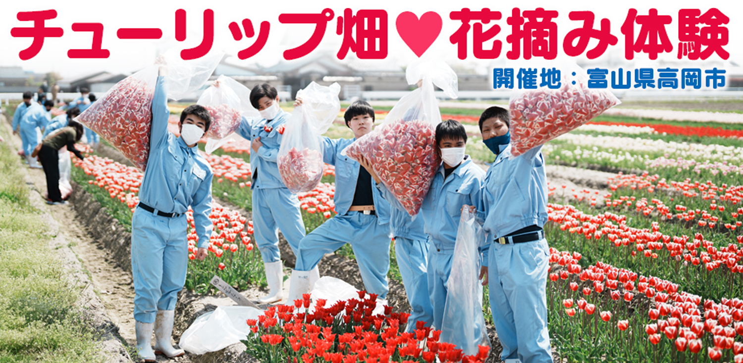 【フラワーレスキュー&花農家さん支援】球根栽培用チューリップの花摘み体験に参加しませんか?〈開催地:富山県高岡市〉