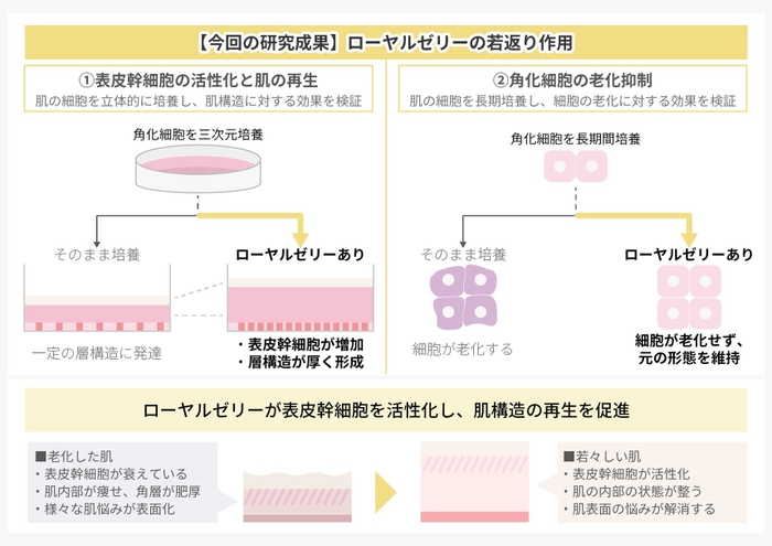 研究結果の概要図