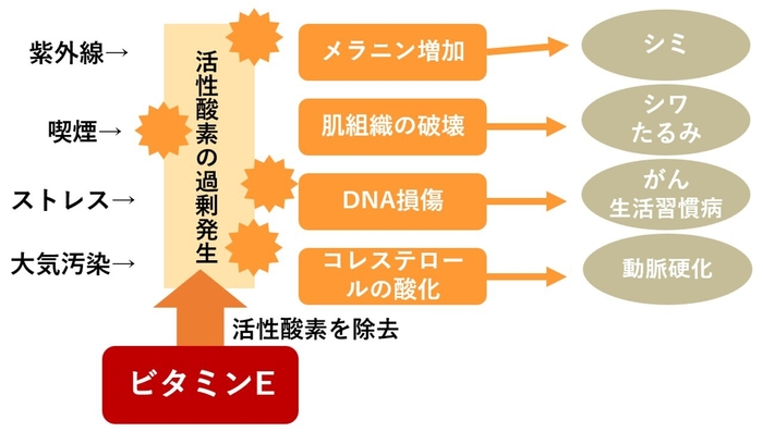 ビタミンEの効果_抗酸化作用