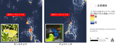 【図1】種ごとのエコロジカルネットワーク分析（モンキチョウ、チョウトンボ）