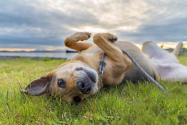 犬が草を食べる事は正常な行動！なぜ草を食べるのか？