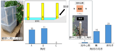 図3．室内と野外で角材に産卵された卵塊数。 接岸している角材（左）、角材の池中心側の面（明るい面）（右）には産卵を避けている。