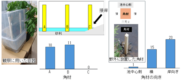 図3．室内と野外で角材に産卵された卵塊数。 接岸している角材（左）、角材の池中心側の面（明るい面）（右）には産卵を避けている。