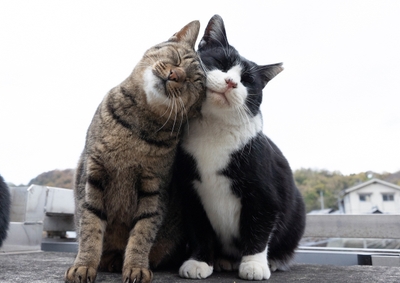 猫写真3