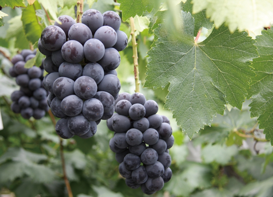 ニューピオーネ