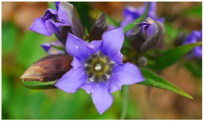 日本の里山の秋を彩る 鮮やかな瑠璃色の花 「リンドウ」が見頃です