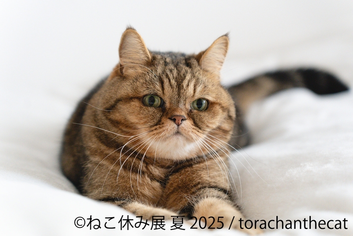 ねこ休み展 展示作品：torachanthecat