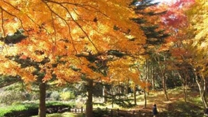 高山植物の紅葉