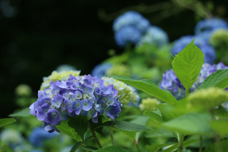 園内を彩るアジサイの花(昨年の様子)