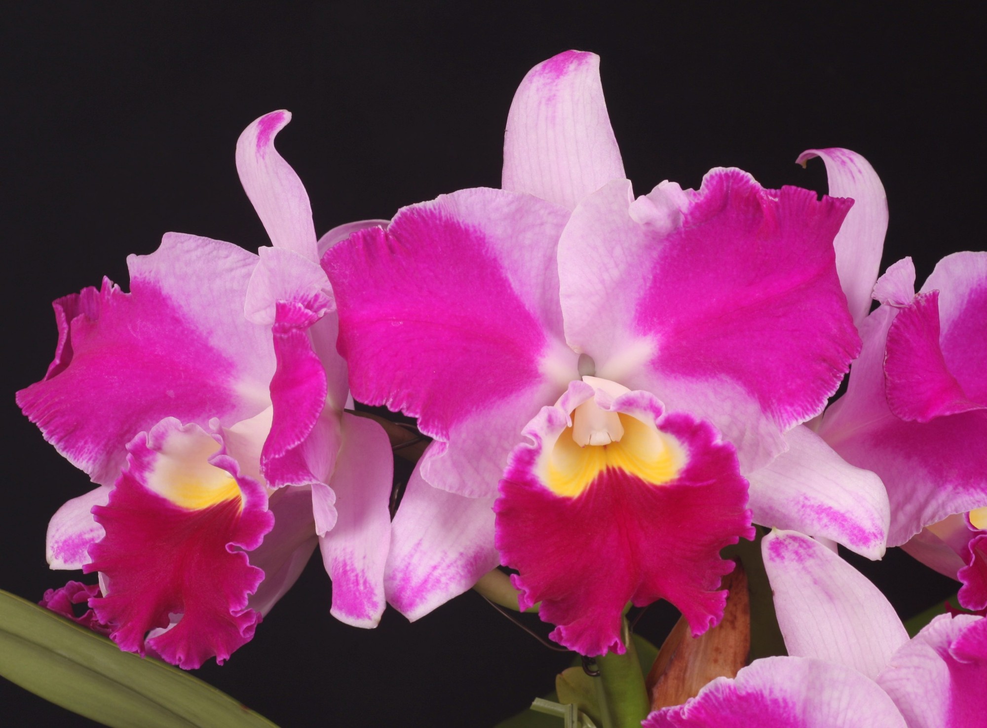 「第２１回 関西らんフェスタ＆園芸フェア」を開催