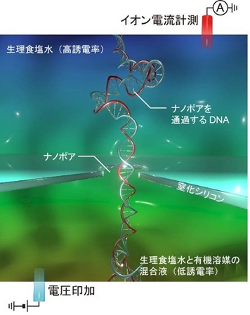 図1. ナノポアの上下に2種類の異なる液体を導入して実施するDNAの1分子検出の様子を表した模式図。