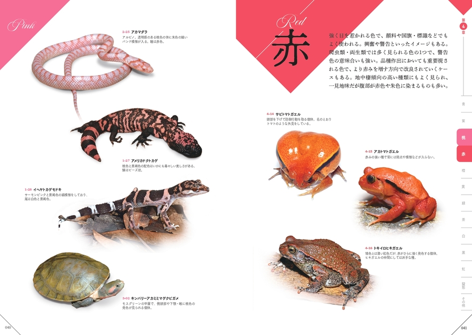 赤 『色彩別 爬虫類・両生類図鑑』