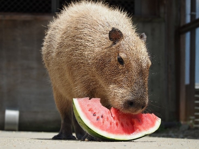 2020年実施のカピバラスイカパーティーの様子