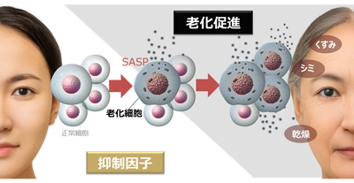 老化の連鎖を制御 ～肌老化を加速させるSASPの抑制因子を特定～