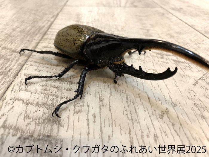 カブトムシ・クワガタのふれあい世界展 展示:ふれあい 4