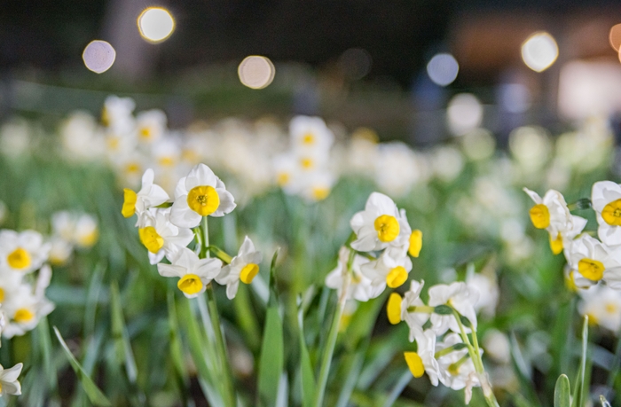 スイセン畑のライトアップ(昨年の様子)