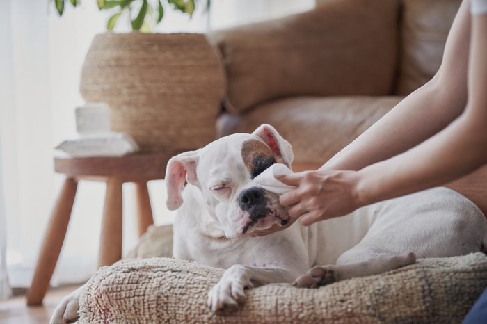 安心な処方はわんちゃんにも使用いただけます