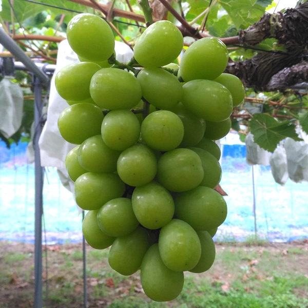 FUJIKAWA GRAPE